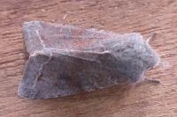 Orthosia incerta