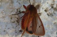 Phragmatobia fuliginosa