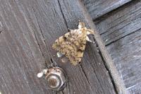 Lymantria dispar