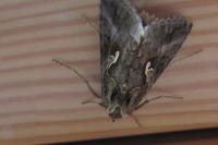 Autographa gamma