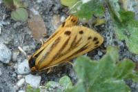 Setina aurita