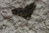 Agriopis leucophaearia