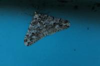Agriopis leucophaearia