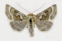 Euchalcia bellieri