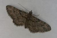 Gymnoscelis rufifasciata