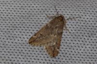 Alsophila aescularia