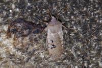 Conistra rubiginosa