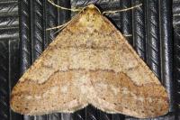 Phigaliohybernia marginaria