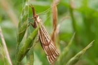 Chrysocrambus linetella