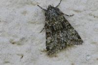 Polymixis flavicincta flavicincta