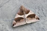 Dysgonia algira