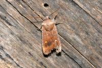 Eupsilia transversa