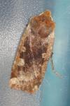 Conistra erythrocephala