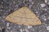 Paracolax tristalis