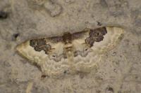 Idaea rusticata