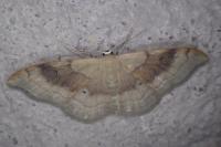 Idaea degeneraria