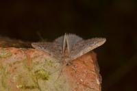 Alsophila aescularia