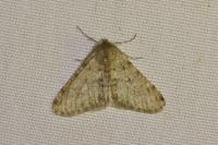 Phigalia pilosaria