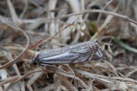 Crambus lathoniellus