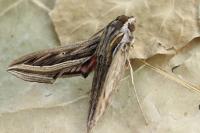 Hippotion celerio