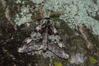 Biston strataria
