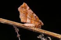 Selenia dentaria