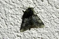 Biston strataria