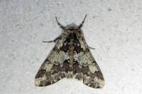 Biston strataria