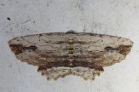 Menophra abruptaria
