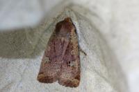 Conistra erythrocephala