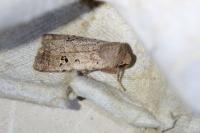 Conistra rubiginosa