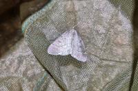 Theria rupicapraria