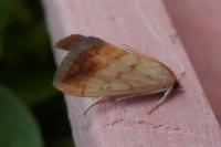 Evergestis extimalis