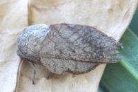 Phyllodesma suberifolia