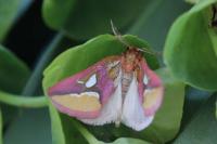 Axia margarita