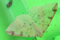 Opisthograptis luteolata