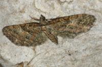 Eupithecia abbreviata