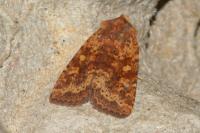 Conistra staudingeri
