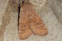 Orthosia cruda