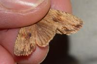 Lithophane socia