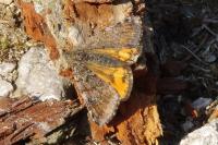 Archiearis parthenias