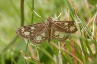 Anania coronata