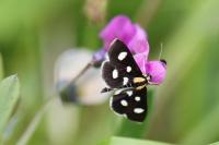 Anania funebris