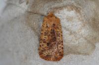 Conistra rubiginea