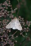 Alsophila aescularia