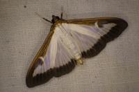 Cydalima perspectalis