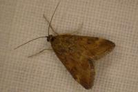 Pyrausta despicata