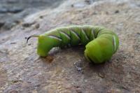 Sphinx ligustri