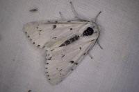 Acronicta leporina