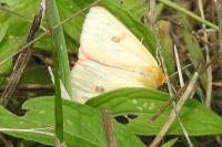 Diacrisia sannio